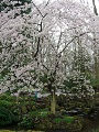 Keukenhof